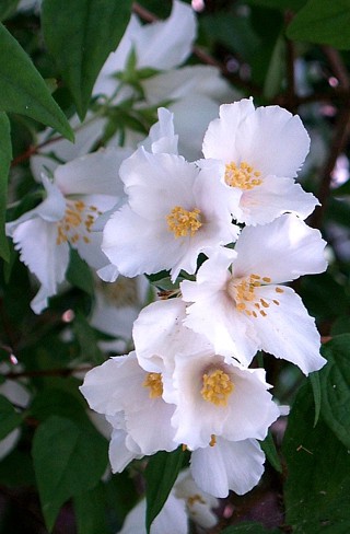 Philadelphus "Belle Etoile"